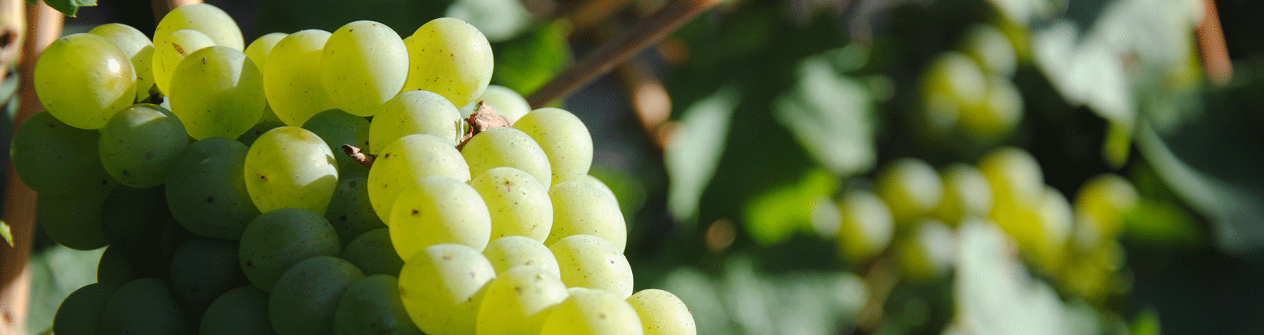 Vignoble de l'Ecasserie